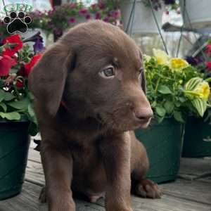 Blake, Chocolate Labrador Retriever Puppy